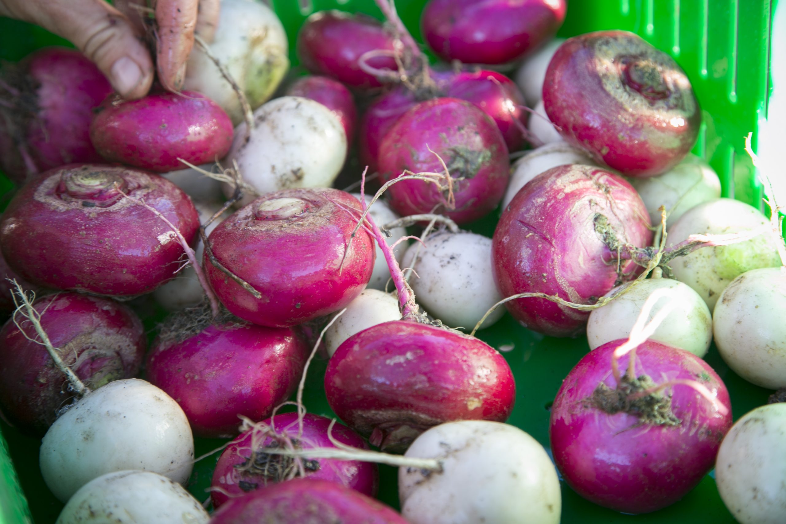 Produce from the Duke Campus Farm.