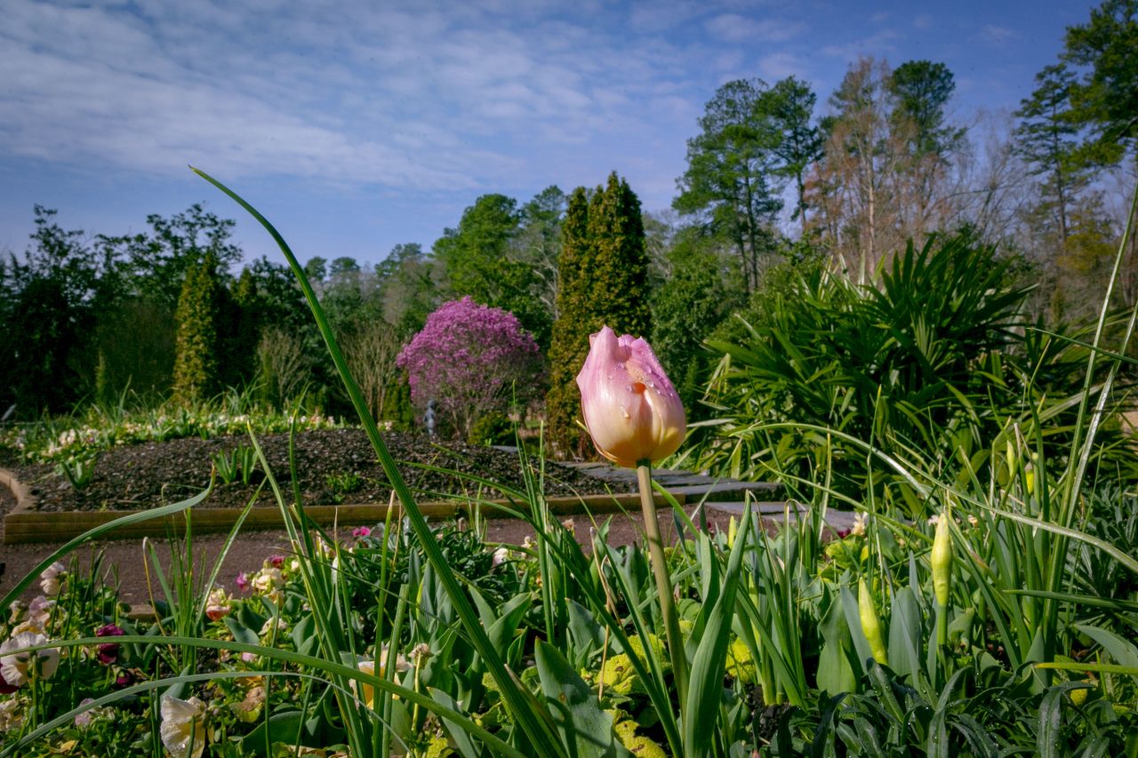 A pink tulip at the Duke Gardens, which was featured in the Enviro Art Gallery.