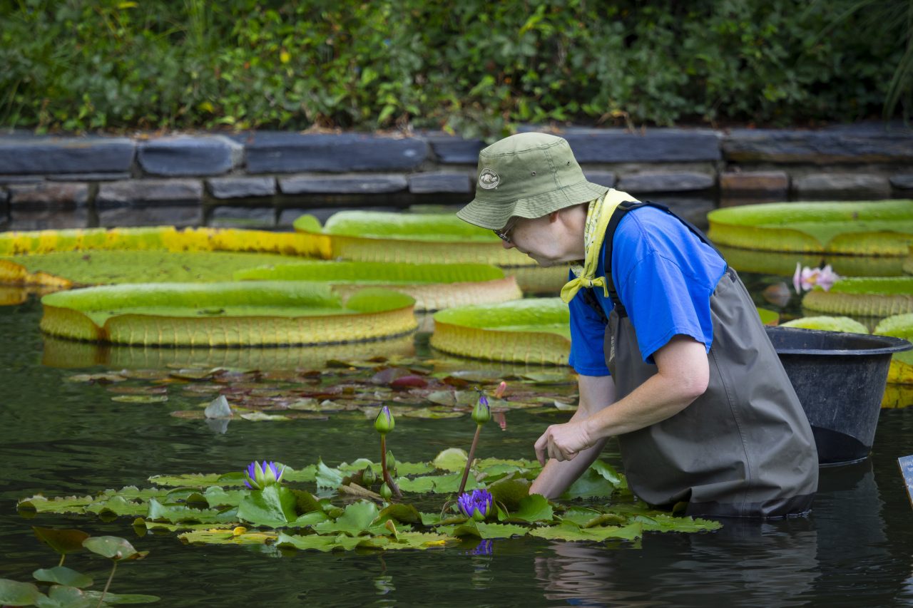 Duke Gardens volunteers working with the koi pond on the plants.