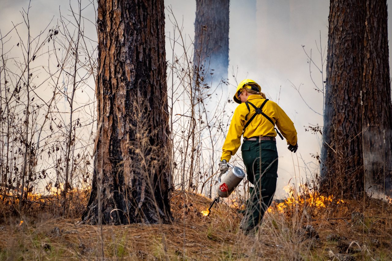 Sara Childs from Duke Forest holding a drip torch during a prescribed burn in Duke Forest.