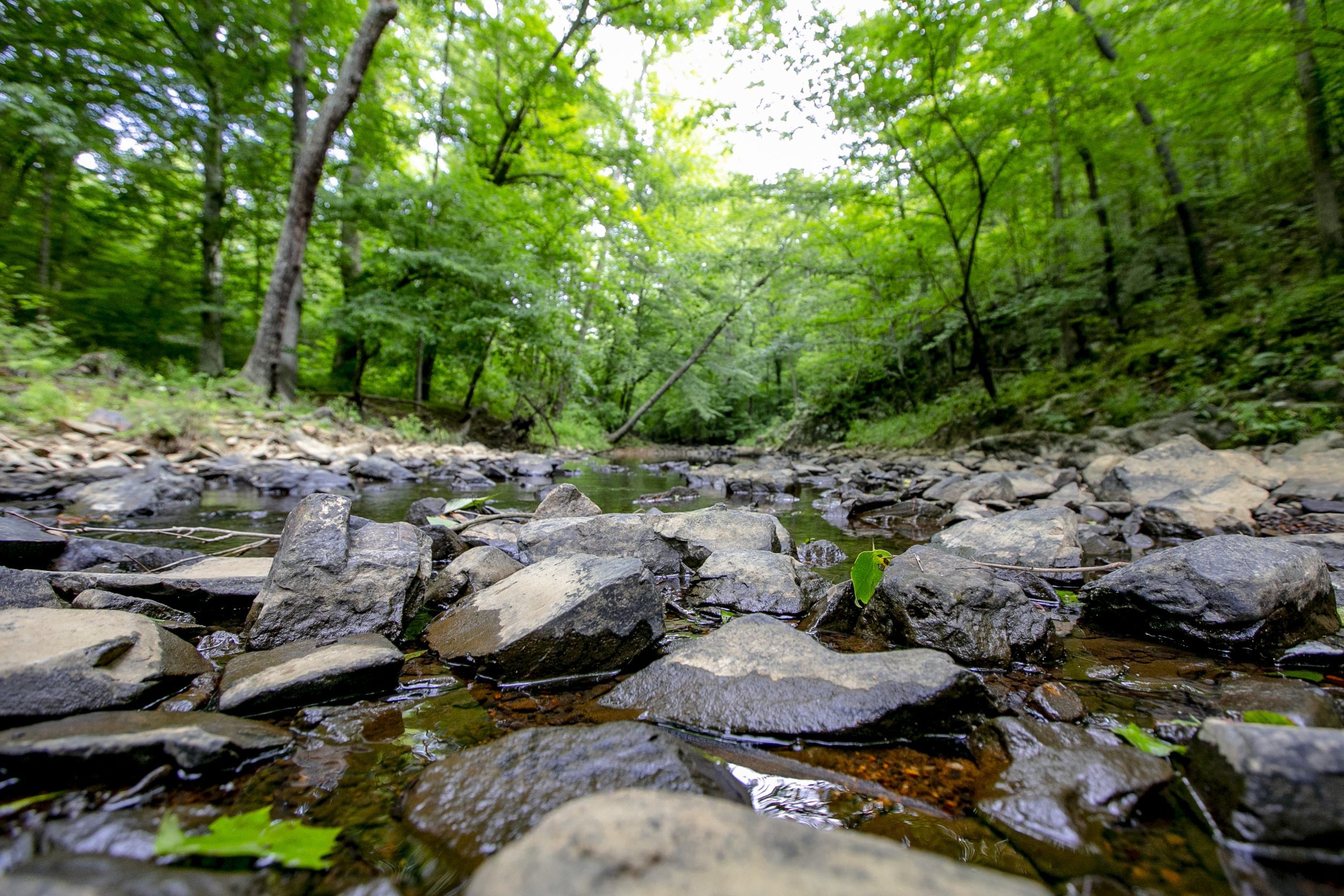 Rocks in New Hope Creek in Duke Forest.