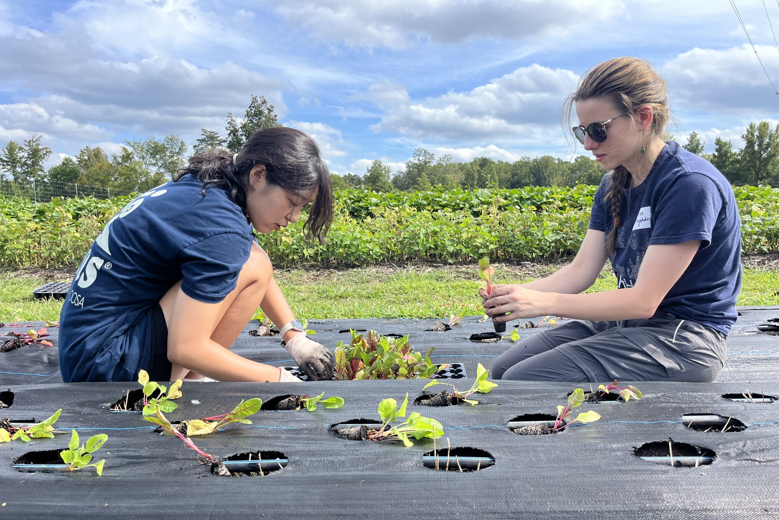 Students planting vegetables at Duke Campus Farm.