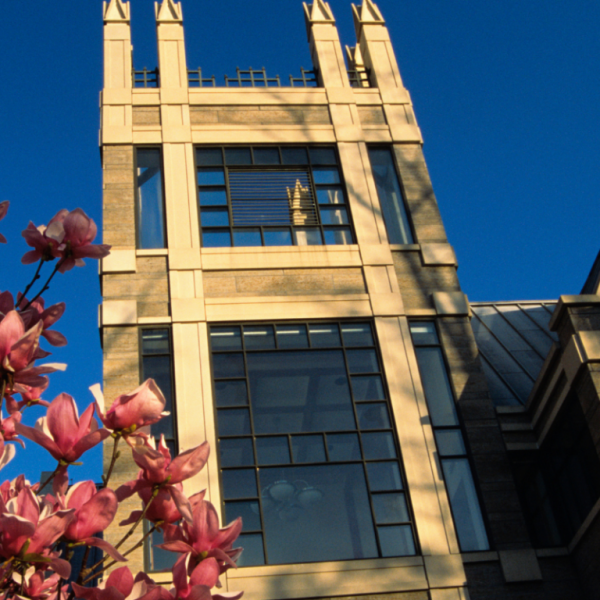 Sanford pink flowers
