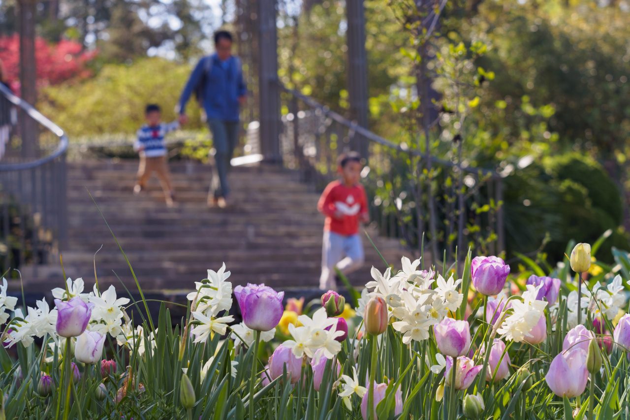 Family walks through Duke Gardens