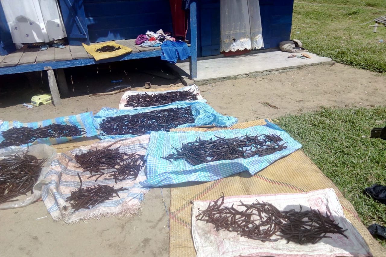 photo of vanilla drying in the sun on towels on pavement